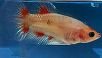     
: UBC---Blond-red-KOI-HMPK.jpg
: 184
:	181.2 
ID:	609884