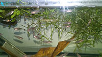     
: UBC---Wild-Betta-Smaragdina-&-fry.jpg
: 193
:	202.7 
ID:	612664