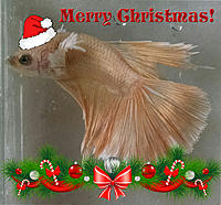     
: Ukrainian Betta Christmas.jpg
: 256
:	398.3 
ID:	616920