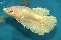     
: White-platinum-HM-betta-fry-5.jpg
: 268
:	174.9 
ID:	627048