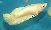     
: White-platinum-HM-betta-fry.jpg
: 234
:	151.8 
ID:	627049