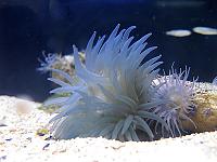     
: actinia_300825_01.jpg
: 371
:	60.0 
ID:	167763