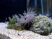     
: actinia_300825_02.jpg
: 354
:	108.3 
ID:	167764