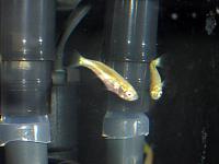     
: fish_030911_01.jpg
: 339
:	47.0 
ID:	168797