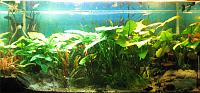     
: paludarium24_01_2008(800x370).jpg
: 1748
:	166.0 
ID:	9803