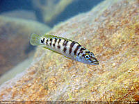     
: A_fasciatus.jpg
: 473
:	361.1 
ID:	421958