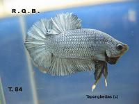     
: fwbettashmp1145851927Tapongbettas.jpg
: 561
:	26.4 
ID:	150601