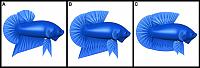     
: Bettas4allstandardPhaseI-Fig2.jpg
: 490
:	141.8 
ID:	163395