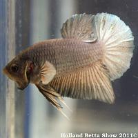     
: HBS2011-AsymHMPKUnicolor(iridescent)3.jpg
: 383
:	338.3 
ID:	174058