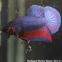     
: HBS2011-AsymHMPKUnicolor(iridescent)4.jpg
: 365
:	368.0 
ID:	174059