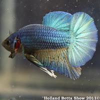     
: HBS2011-AsymHMPKUnicolor(iridescent)5.jpg
: 359
:	356.5 
ID:	174060