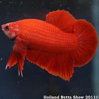     
: HBS2011-AsymHMPKUnicolor(non-iridescent)5.jpg
: 354
:	345.7 
ID:	174063