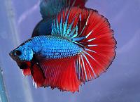     
: dragonbetta101.jpg
: 383
:	39.7 
ID:	297865