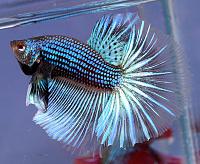     
: dragonbetta103.jpg
: 501
:	62.4 
ID:	297866