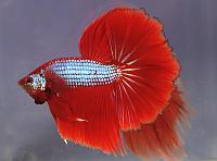     
: dragonbetta104.jpg
: 523
:	28.2 
ID:	297868