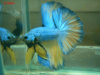     
: 12butterfly01lavender01.gif
: 481
:	95.6 
ID:	297950