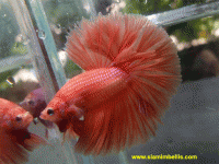     
: male_o10.gif
: 438
:	124.4 
ID:	297978