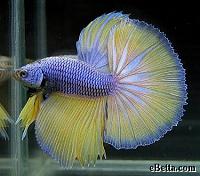     
: yellow-indigo-betta-fish.jpg
: 484
:	111.3 
ID:	297982