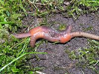     
: 800px-Earthworm_klitellum_copulation_beentree.jpg
: 293
:	239.3 
ID:	220657