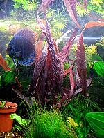     
: Barclaya_peruviana-3.jpg
: 438
:	160.5 
ID:	444217