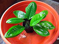     
: Anubias sp. Elepticus_Rotundifolia-5.jpg
: 978
:	124.4 
ID:	486690