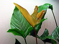     
: Anubias gigantea-1.jpg
: 1030
:	116.4 
ID:	486691