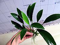     
: Anubias barteri var. glabra-4.jpg
: 1002
:	107.1 
ID:	486692