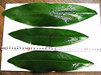     
: Anubias_afzelii_Schott-12.jpg
: 1043
:	121.3 
ID:	486693