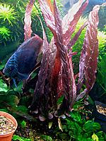     
: Barclaya_periana-2.jpg
: 964
:	149.9 
ID:	506410