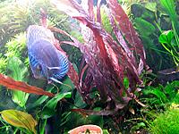     
: Barclaya_periana-5.jpg
: 855
:	136.3 
ID:	506411