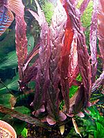     
: Barclaya_periana-4.jpg
: 735
:	149.2 
ID:	506413