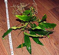     
: A. barteri v. angustifolia 2.jpg
: 447
:	204.7 
ID:	510393