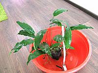     
: angustifolia1.jpg
: 415
:	129.8 
ID:	510394