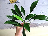     
: Anubias barteri var. glabra-7.jpg
: 262
:	96.4 
ID:	510442