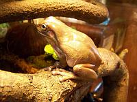     
: Litoria caerulea_female.JPG
: 417
:	157.2 
ID:	11549