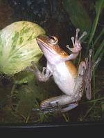     
: Racoforus male on a glass2.jpg
: 421
:	119.1 
ID:	11550