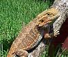     
: Pogona Vitticeps .jpg
: 547
:	54.8 
ID:	7807