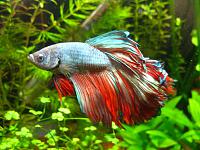     
: IMG_5734_Betta.jpg
: 253
:	73.7 
ID:	233544