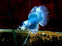     
: IMG_5822_Betta.jpg
: 248
:	49.1 
ID:	239794