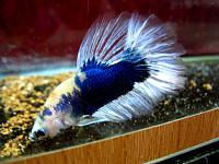     
: IMG_5849_Betta.jpg
: 243
:	58.1 
ID:	239798