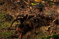     
: Tarantula.jpg
: 115
:	491.8 
ID:	686891