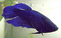     
: betta_before1.jpg
: 6219
:	51.3 
ID:	435228