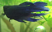     
: betta_before2.jpg
: 4608
:	63.2 
ID:	435229