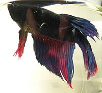     
: betta_after2.jpg
: 4470
:	60.4 
ID:	435231