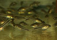     
: More-Corydoras-pygmaeus (1).jpg
: 397
:	36.1 
ID:	344348