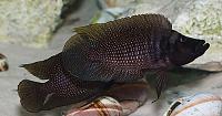     
: Altolamprologus.jpg
: 386
:	57.3 
ID:	344352