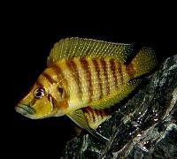     
: Altolamprologus-Compressiceps_1.jpg
: 358
:	44.7 
ID:	344353