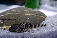     
: Panaqolus sp. New Zebra Jutai-3.jpg
: 865
:	98.3 
ID:	473954