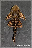     
: Panaqolus sp. New Zebra Jutai-4.jpg
: 874
:	41.7 
ID:	473956