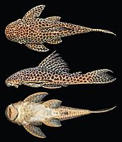     
: Hypostomus jaguar sp-2.jpg
: 1444
:	70.6 
ID:	475397